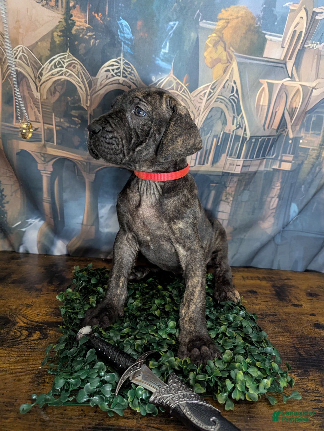 Great Dane dogs for sale: Arwen Brindle Female Great Dane Puppy  - Ad 3