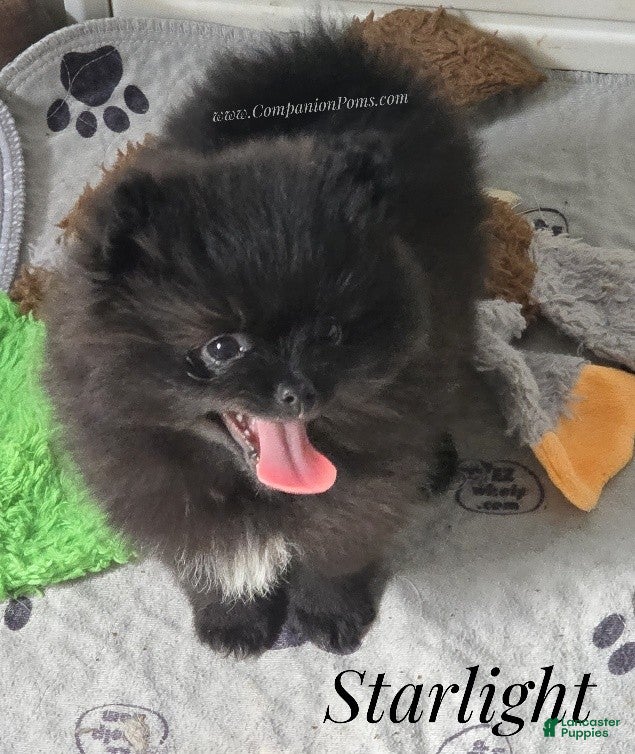Pomeranian dogs Starlight - Black Female Pomeranian - Ad 2