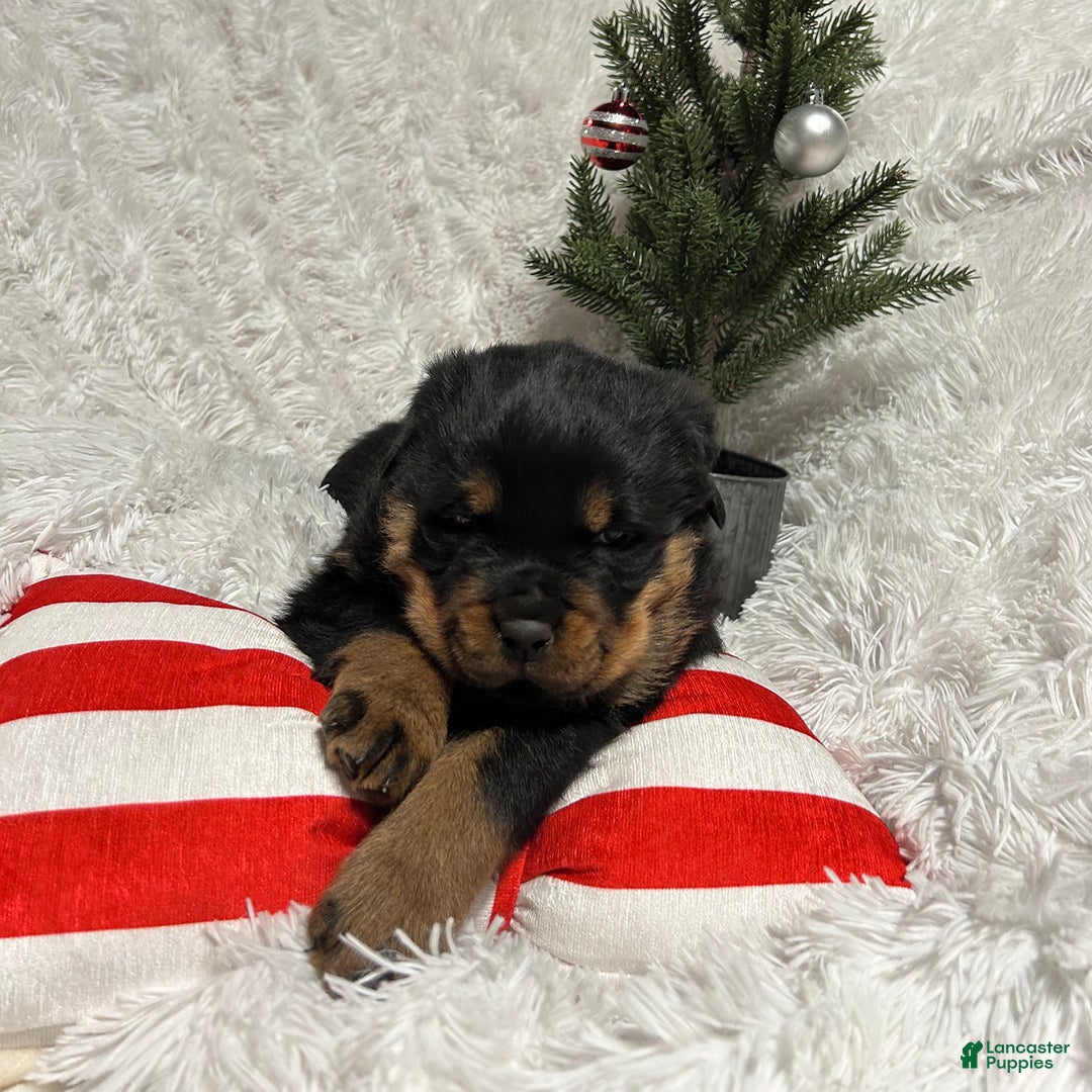 Rottweiler dogs for sale: Marshall - Ad 2