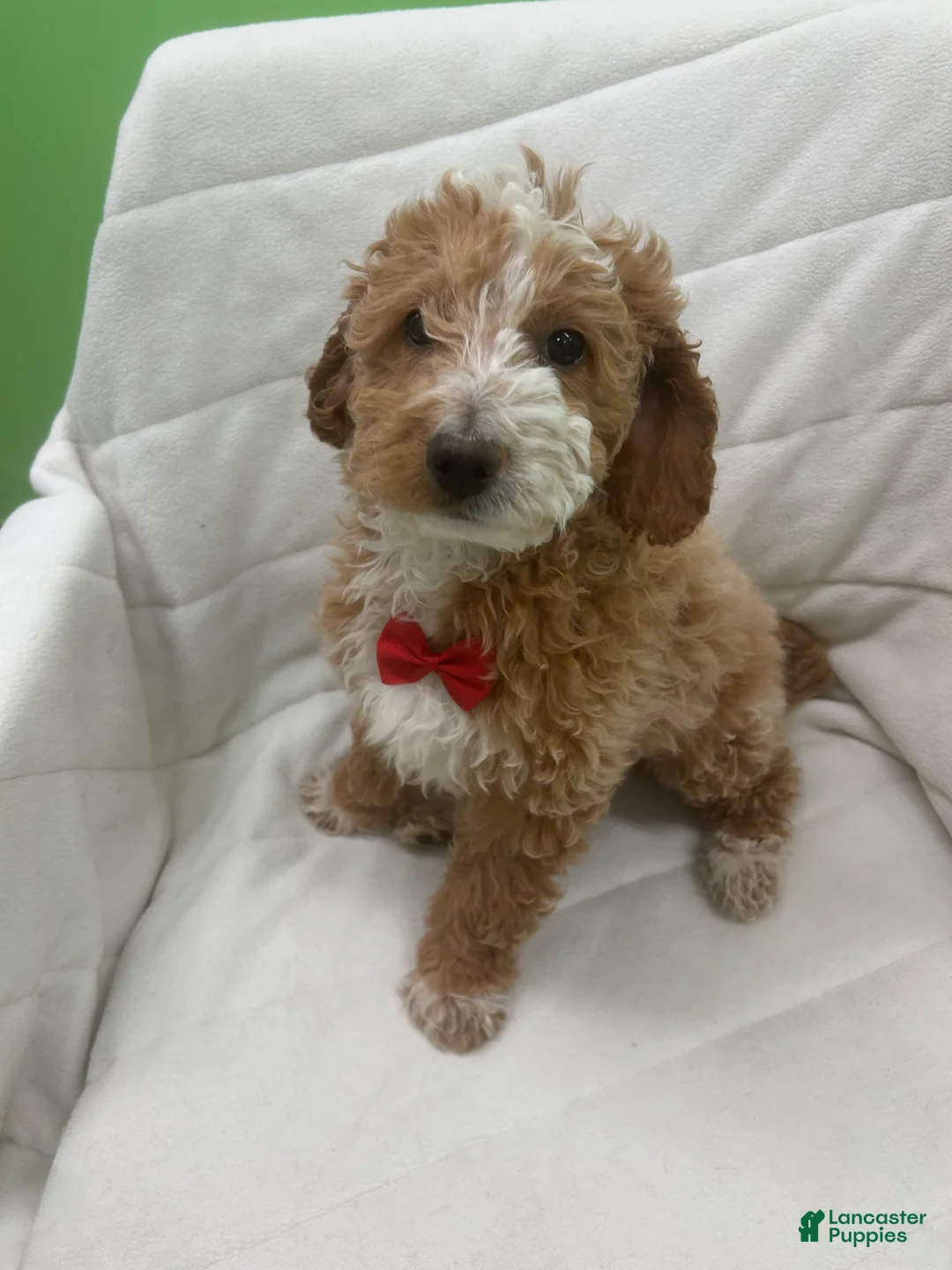 Mini Goldendoodle dogs for sale: Mini Goldendoodle Puppy 2 - Ad 4