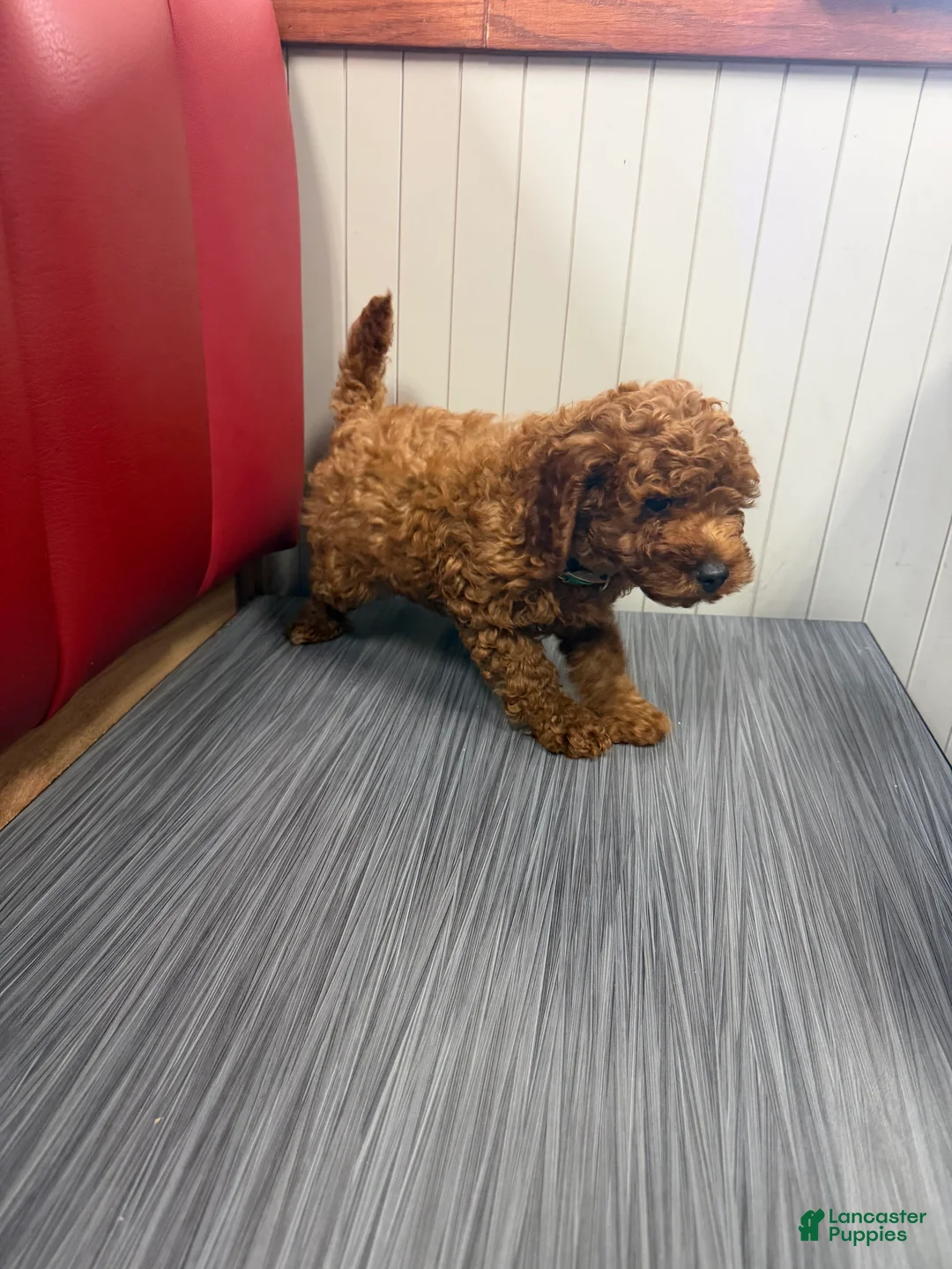 Cavapoo dogs for sale: Chucky🐾✅ - Ad 1