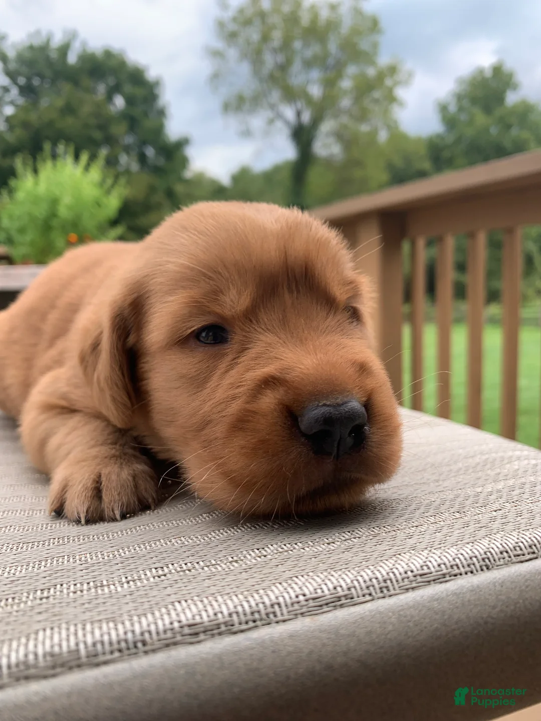 Golden Retriever dogs for sale: Paris - Ad 2