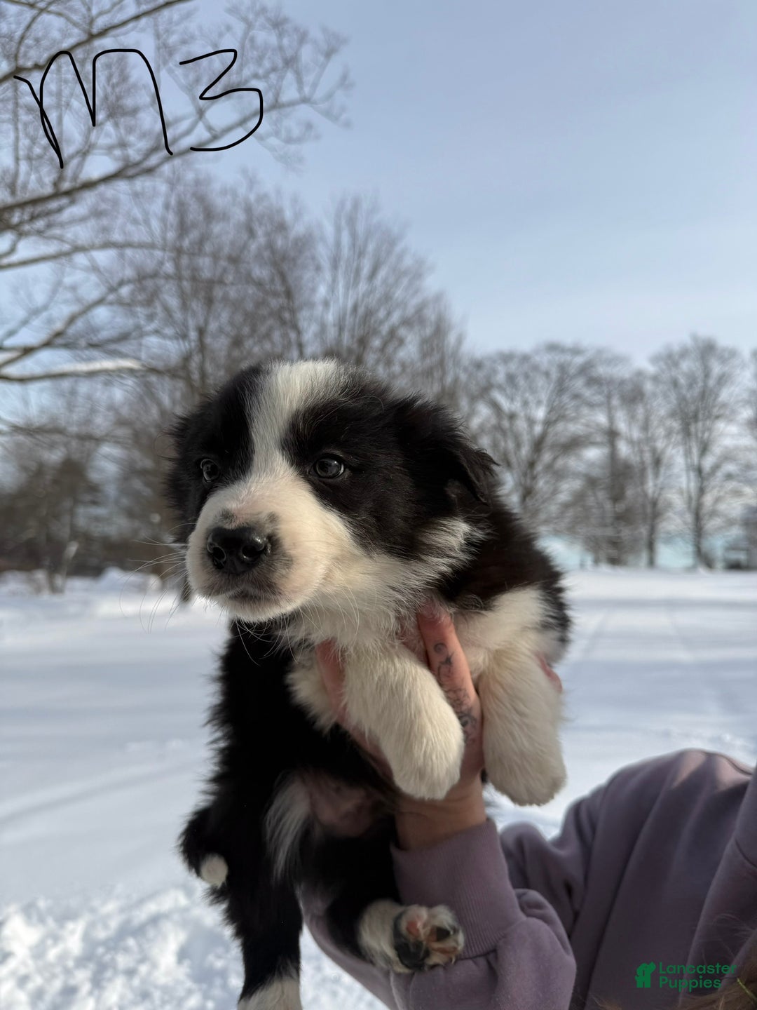Border Collie dogs for sale: Male 3  - Ad 1