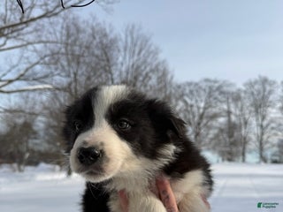 Border Collie dogs Male 3 - Ad 30