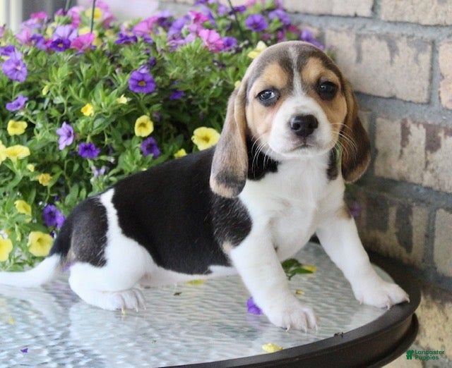 Beagle dogs for sale: Sunny - Ad 4