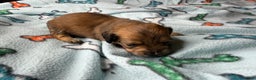Miniature Dachshund dogs for sale: ee cream - Ad 16