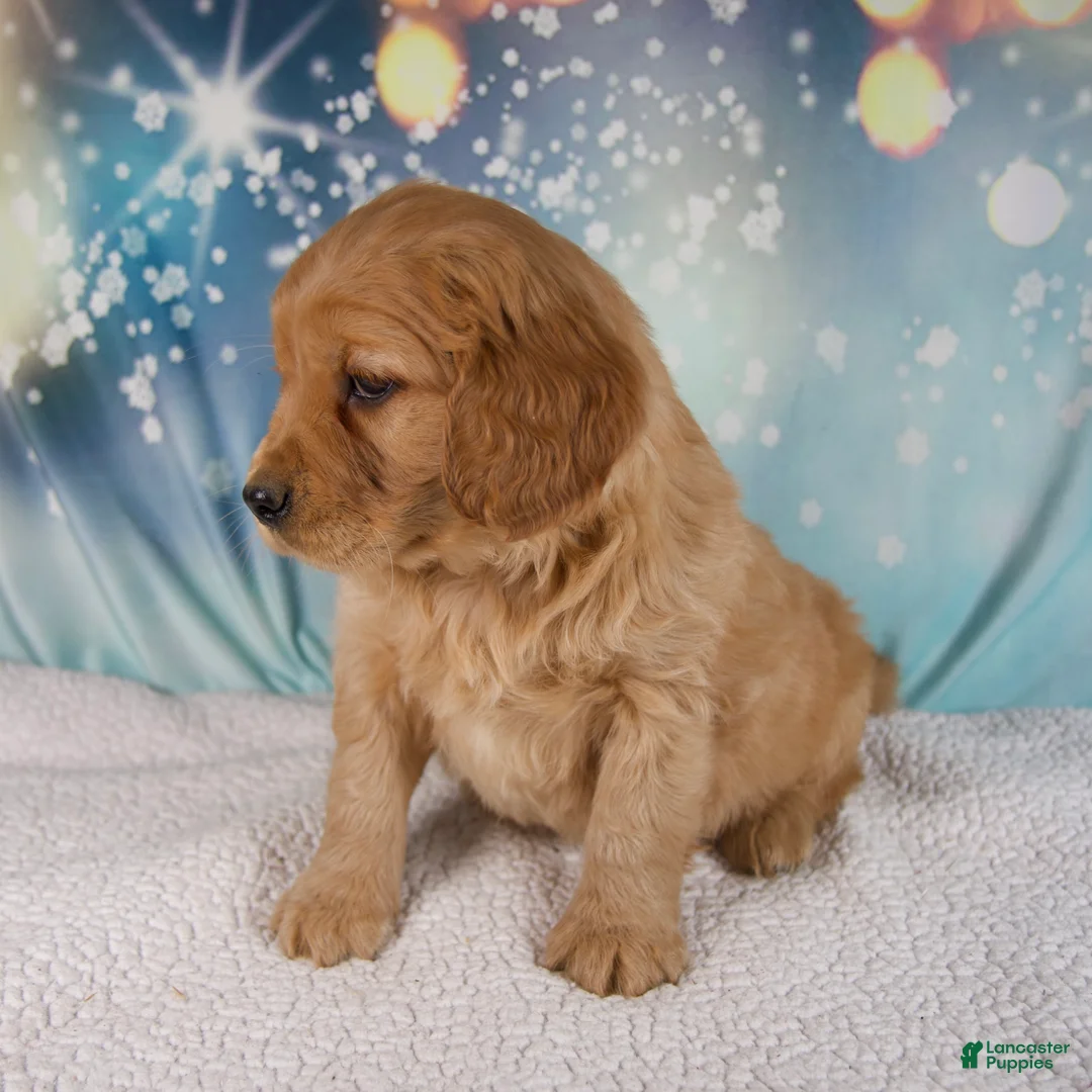 Mixed Breed dogs for sale: Jasper - Ad 6