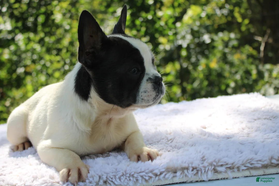French Bulldog dogs for sale: MISS PIGGY- FLUFFY CARRIER (bottle baby) - Ad 1