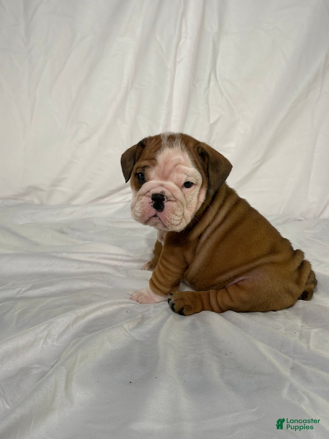 English Bulldog dogs for sale: Rosco - Ad 5