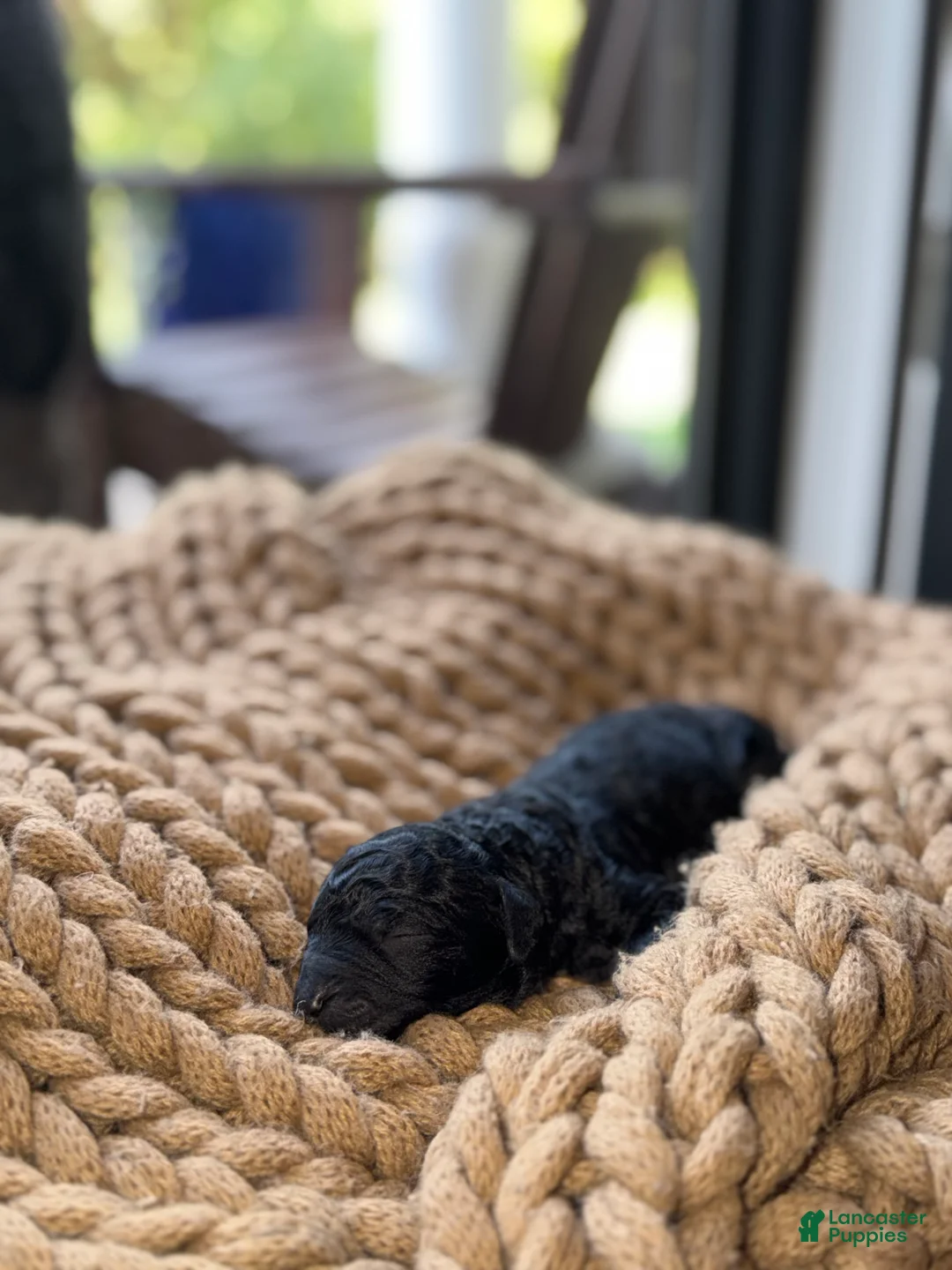 Bernedoodle dogs for sale: Nella - Ad 2