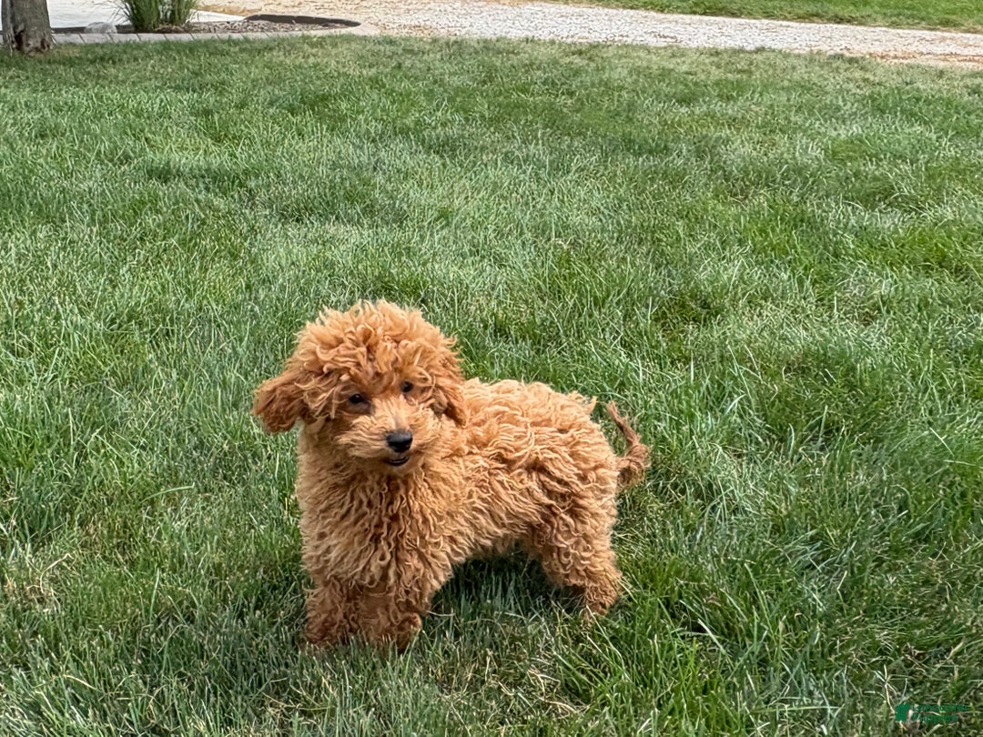 Maltipoo dogs for sale: Terry - Ad 2