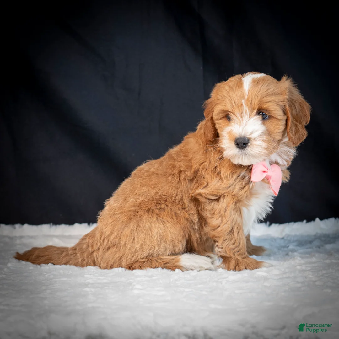 Mini Goldendoodle dogs for sale: Bella - Ad 5