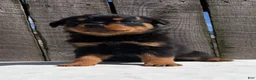 Rottweiler dogs for sale: Bubba - Ad 5