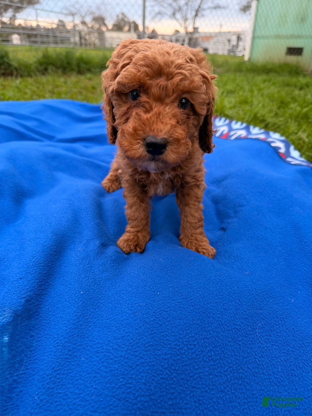 Mini Goldendoodle dogs for sale: Starlet  - Ad 2