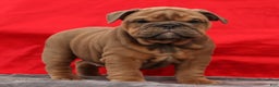 English Bulldog dogs for sale: Scarlett - Ad 3