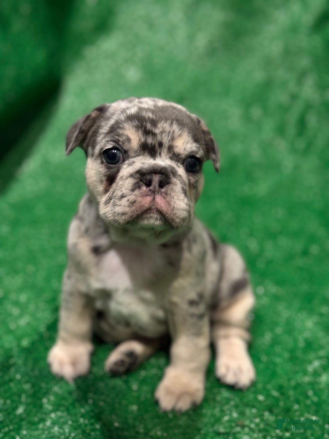 French Bulldog dogs for sale: French Bulldog Puppy 2 - Ad 2