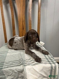 German Shorthaired Pointer dogs Penny - Ad 2
