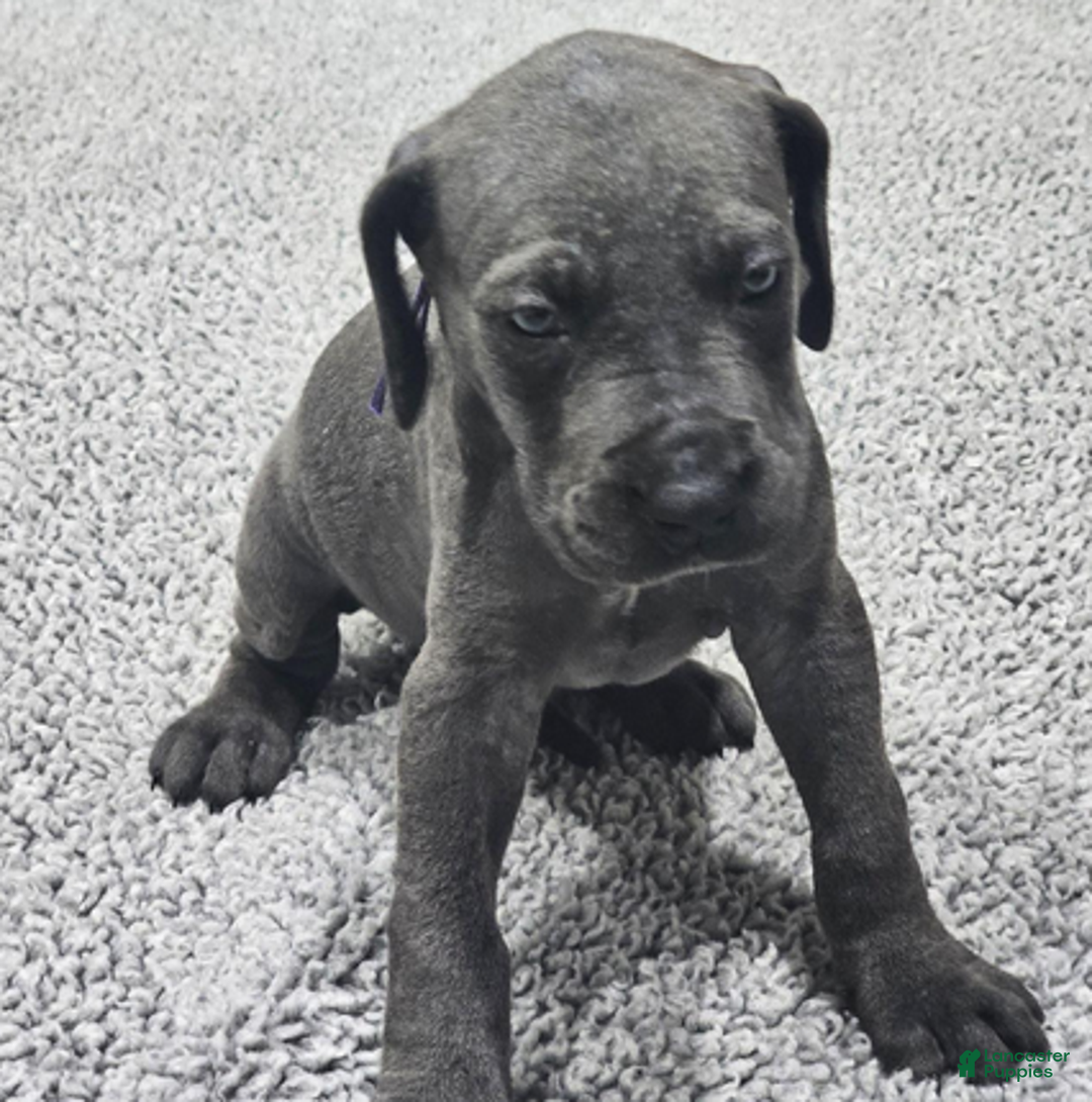 Great Dane dogs for sale: Lilac - Ad 1