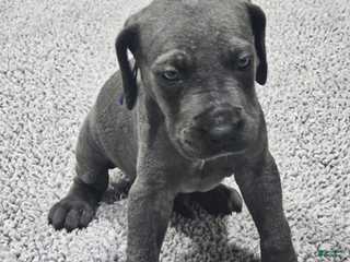 Great Dane dogs Lilac - Ad 14