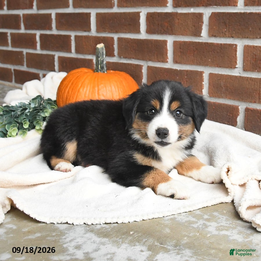 Miniature Australian Shepherd dogs Harmony - Ad 2