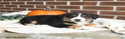 Miniature Australian Shepherd dogs for sale: Harmony - Ad 2