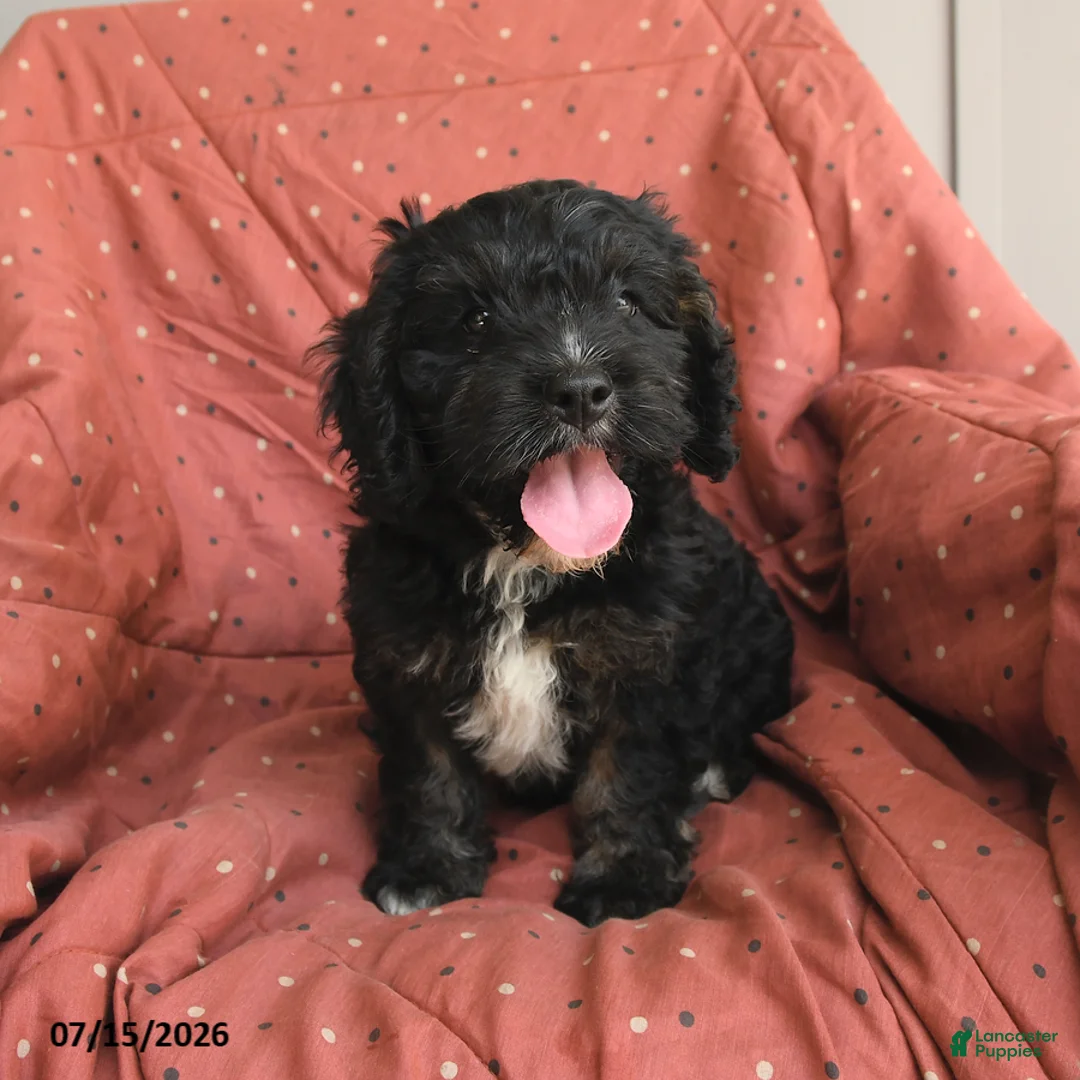 Mini Bernedoodle dogs for sale: Rover - Ad 2