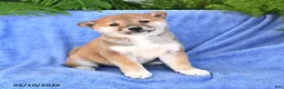 Shiba Inu dogs for sale: Danelle - Ad 1
