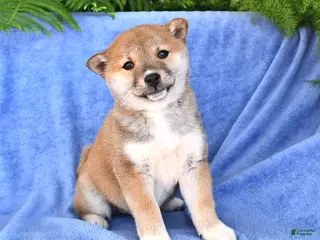 Shiba Inu dogs for sale: Danelle - Ad 4
