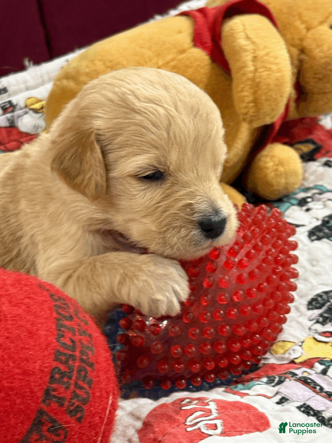 Goldendoodle dogs for sale: Rose Red - Ad 1
