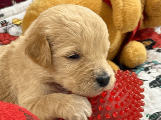 Goldendoodle dogs for sale: Rose Red - Ad 2