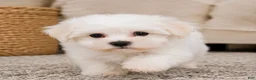 Maltese dogs for sale: Rocky - Ad 7