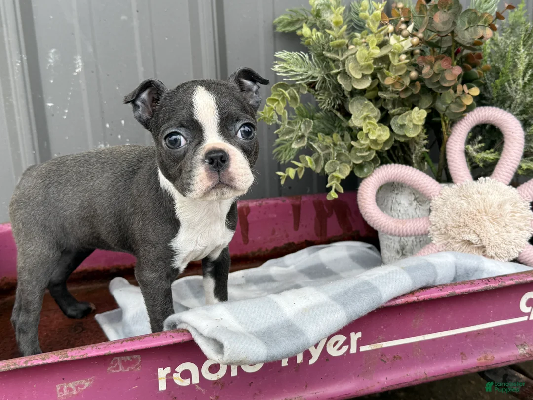 Boston Terrier dogs for sale: Apricot  - Ad 1