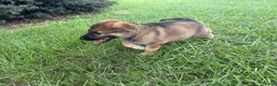 German Shepherd dogs for sale: Delilah - Ad 12
