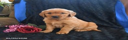 Golden Retriever dogs for sale: Josie - Ad 3