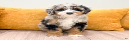 Mini Bernedoodle dogs for sale: Amber - Ad 4