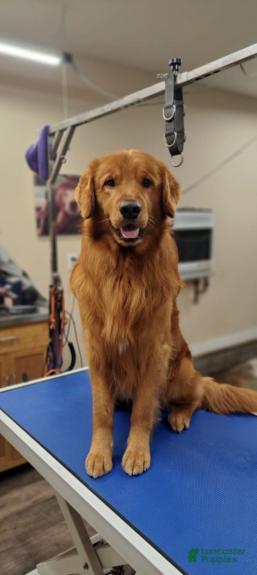 Golden Retriever dogs Tucker - Ad 3