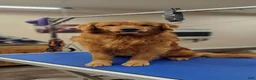 Golden Retriever dogs for stud: Tucker - Ad 1