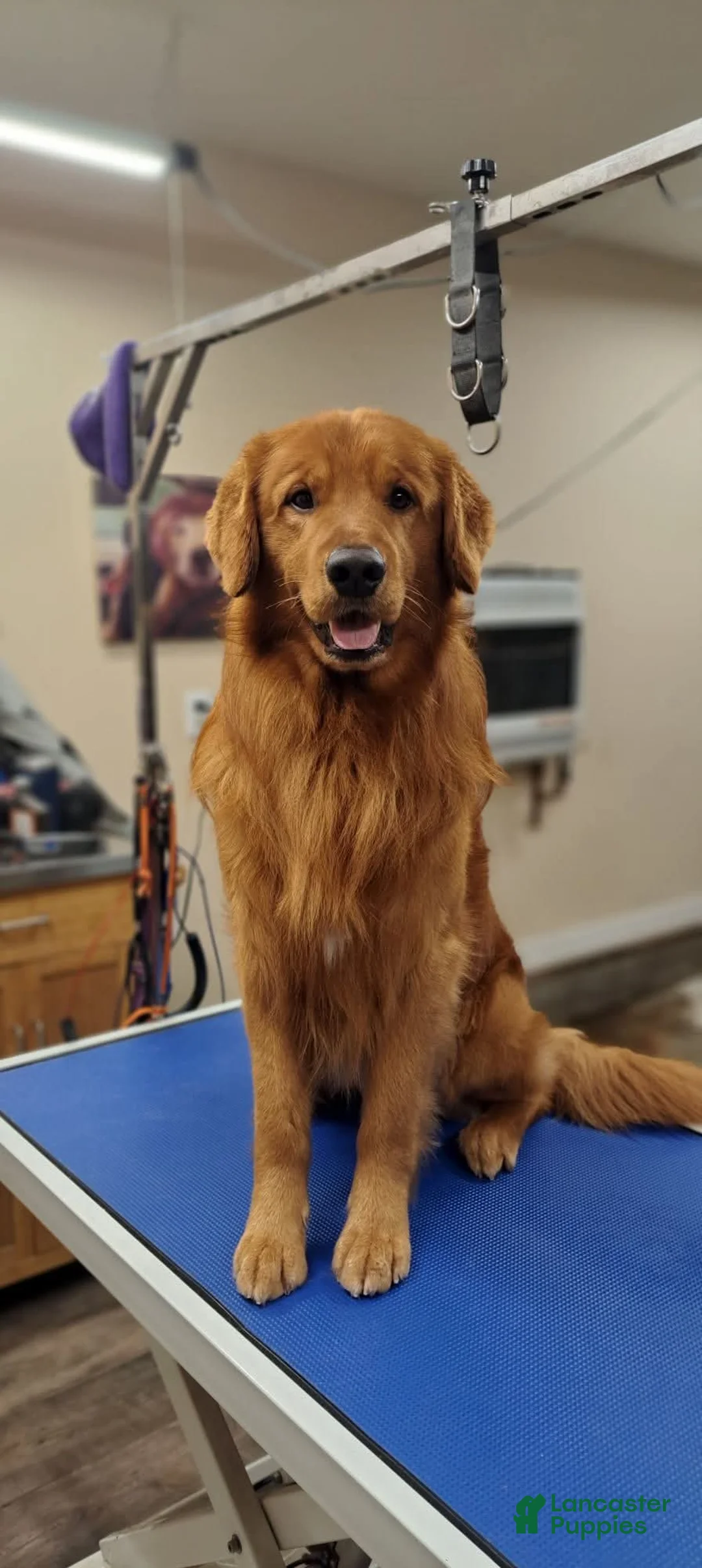 Golden Retriever dogs for stud: Tucker - Ad 1