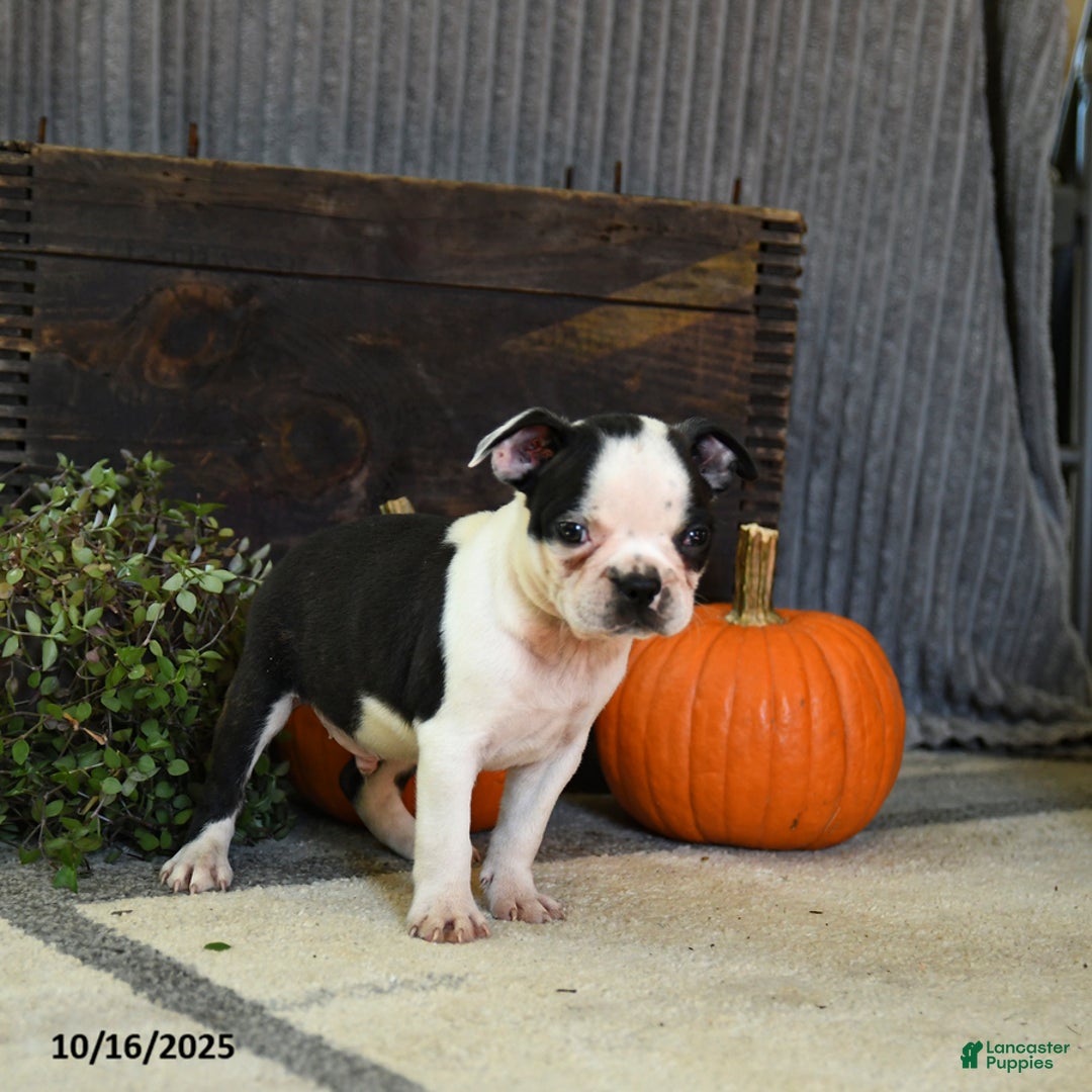 Boston Terrier dogs for sale: King - Ad 7