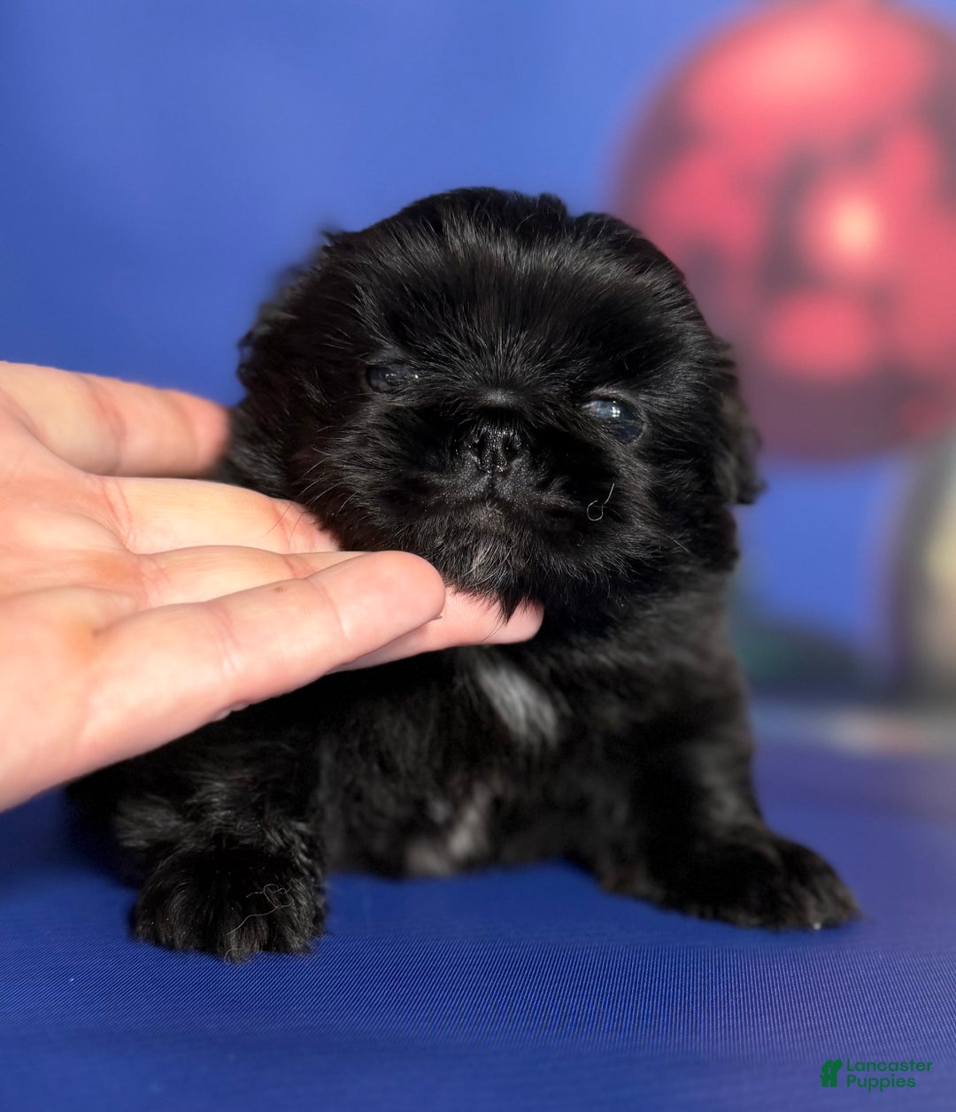 Pekingese dogs for sale: AKC DNA OFA Pablo - Ad 12