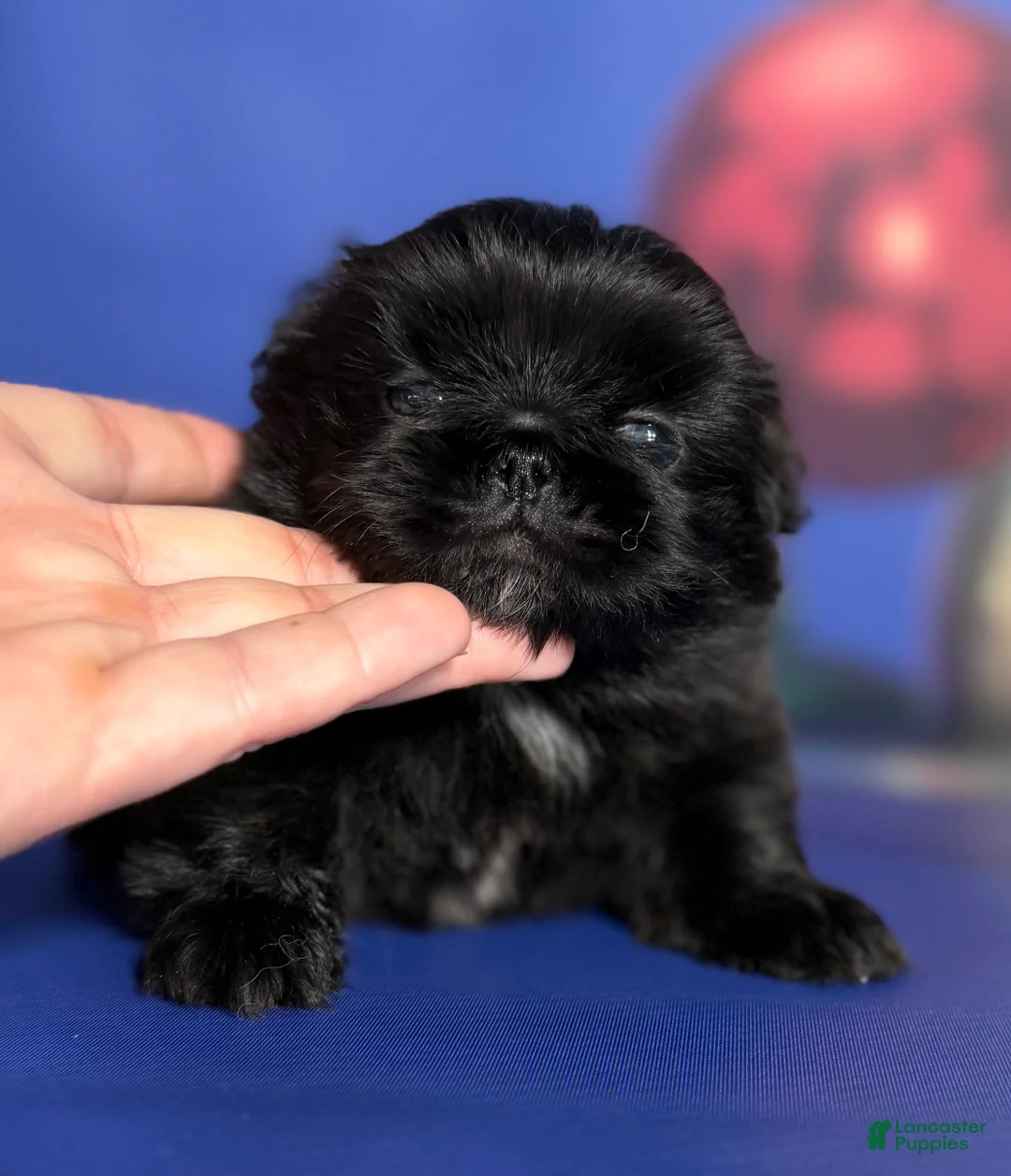 Pekingese dogs for sale: AKC DNA OFA Pablo - Ad 14