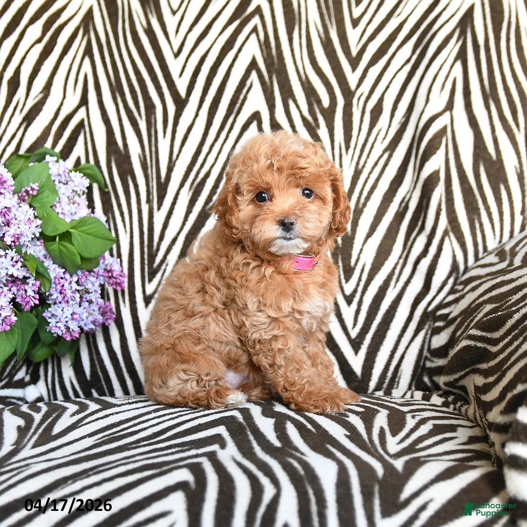 Maltipoo dogs for sale: Lauri - Ad 1