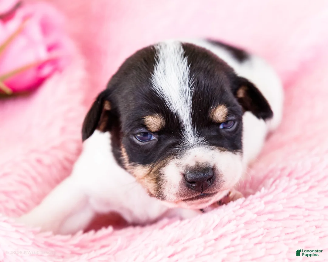 Mixed Breed dogs for sale: Tanisha - Ad 1