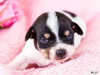 Mixed Breed dogs for sale: Tanisha - Ad 1