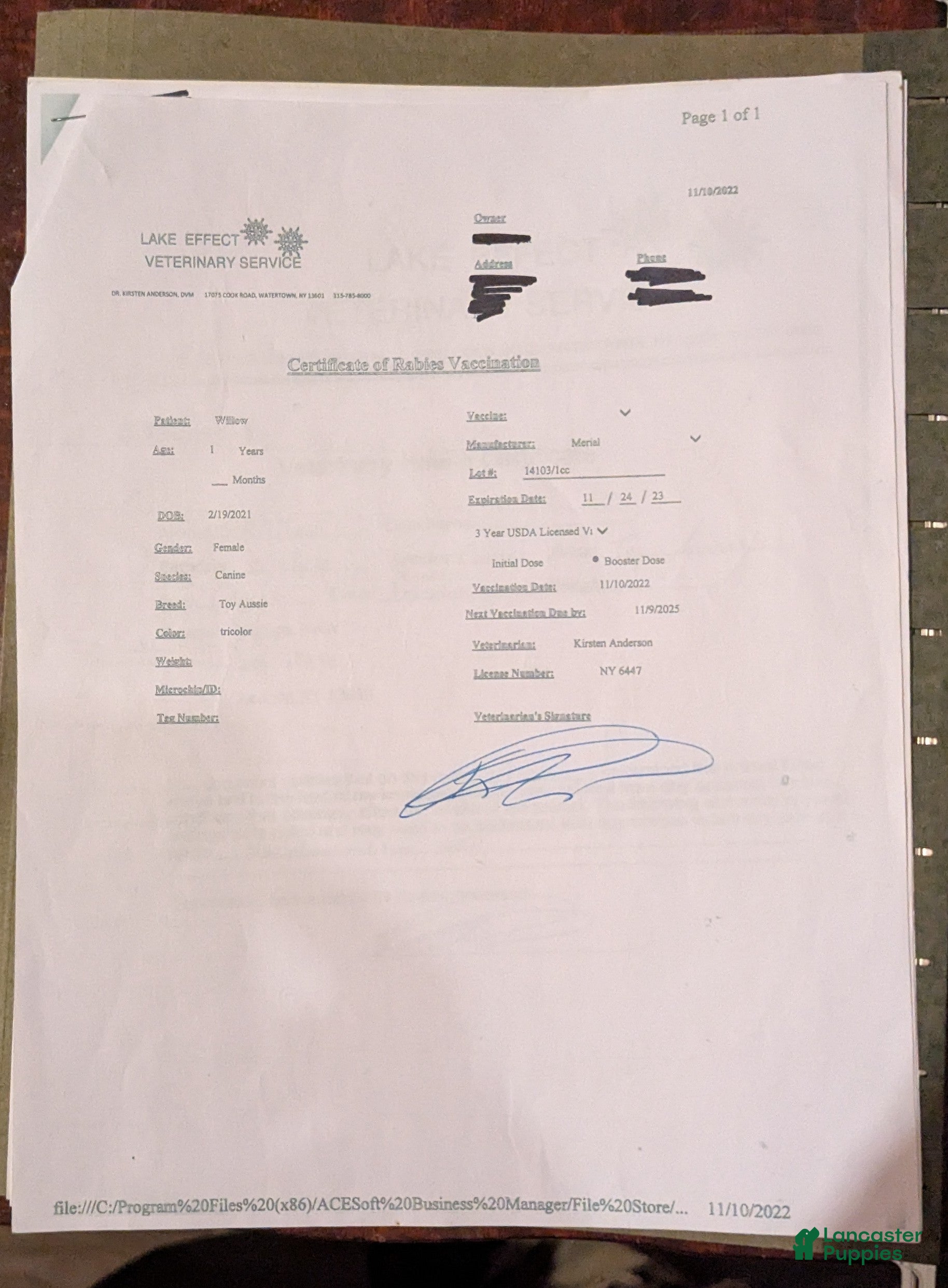 Toy Australian Shepherd dogs Willow - Ad 2