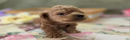 Cockapoo dogs for sale: Girdle - Ad 28