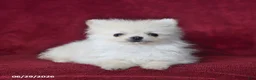Pomeranian dogs for sale: Archie - Ad 4