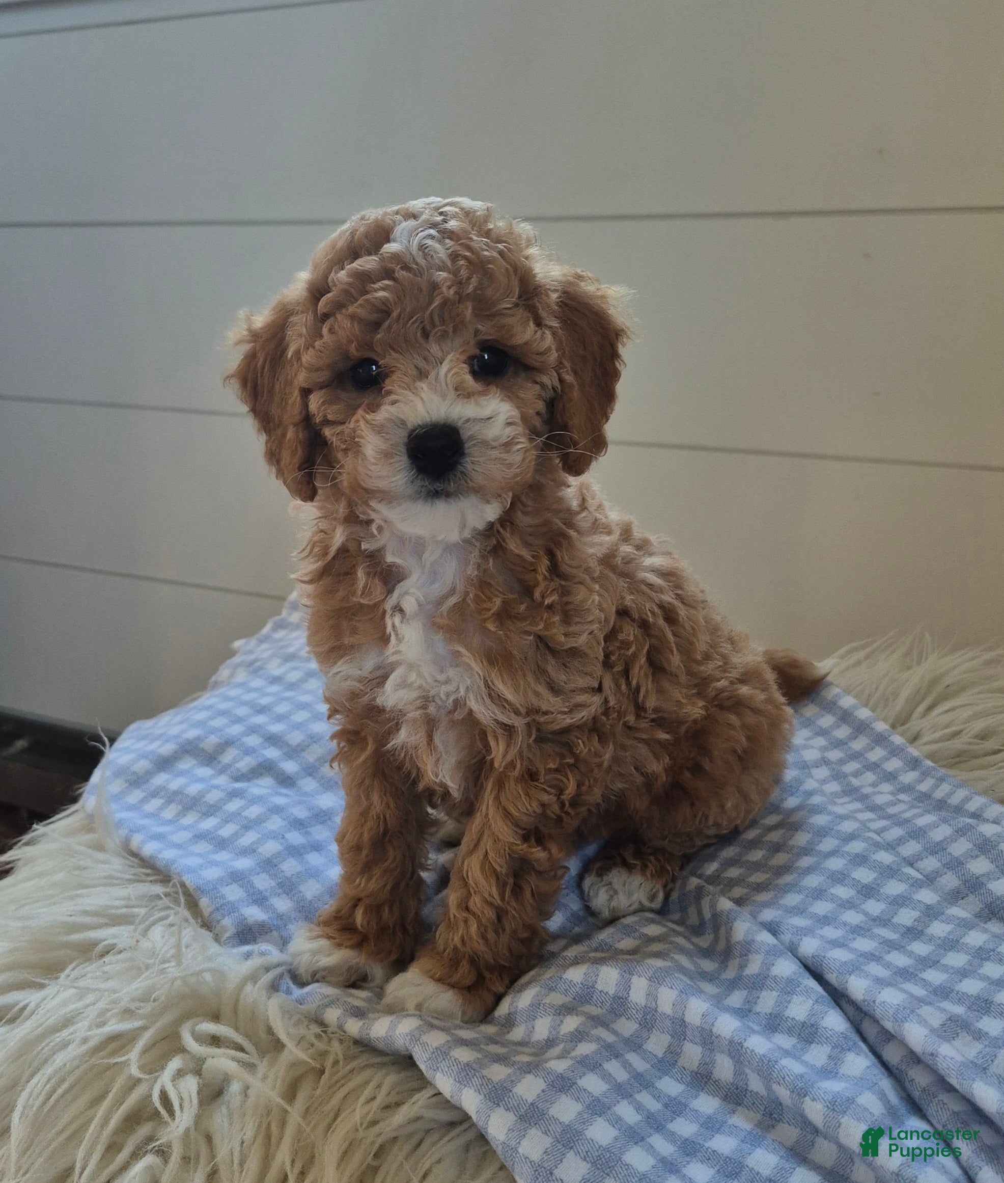 Cockapoo dogs for sale: Leo - Ad 2
