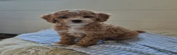 Cockapoo dogs for sale: Leo - Ad 2