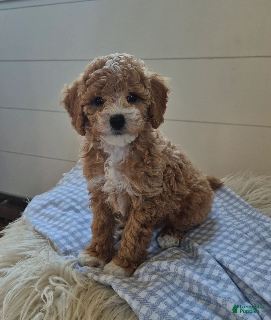 Cockapoo dogs for sale: Leo - Ad 2